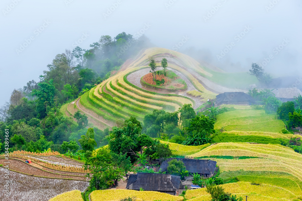 Những cánh đồng hoa Tam giác mạch làm điêu đứng du khách