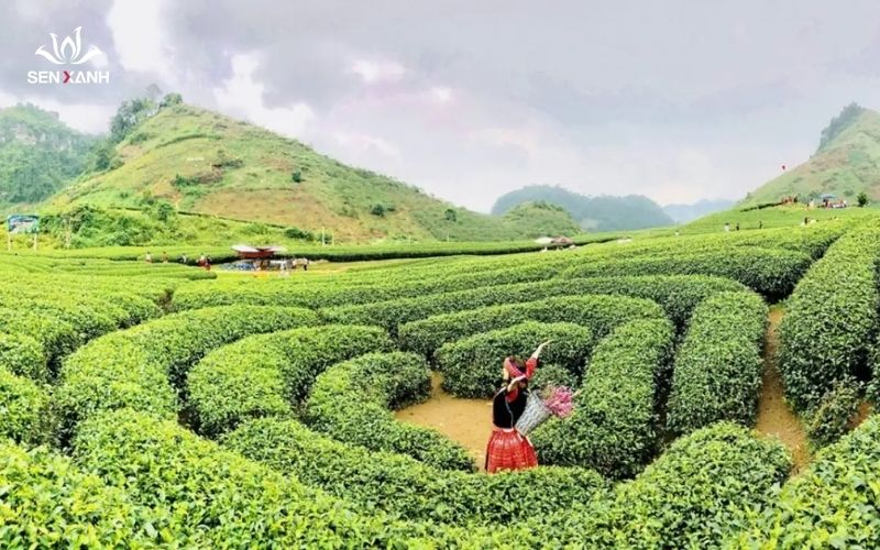 Du lịch Mộc Châu